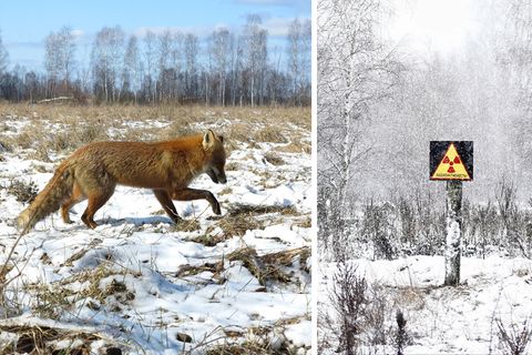 Nach Atom-Gau: Tschernobyl  - Die Tiere übernehmen, sobald der Mensch verschwindet