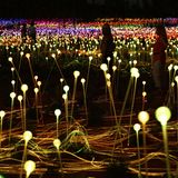Hier wandeln Besucher durch die Field of Light