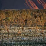 Auf schmalen Stelen hat Bruce Munro seine Leuchtkörper platziert
