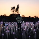 Beliebt sind auch die Touren zum Field of Light während des Sonnenauf- und Untergangs