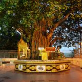 Bodhibaum der Shwedagon-Pagode in Yangon
