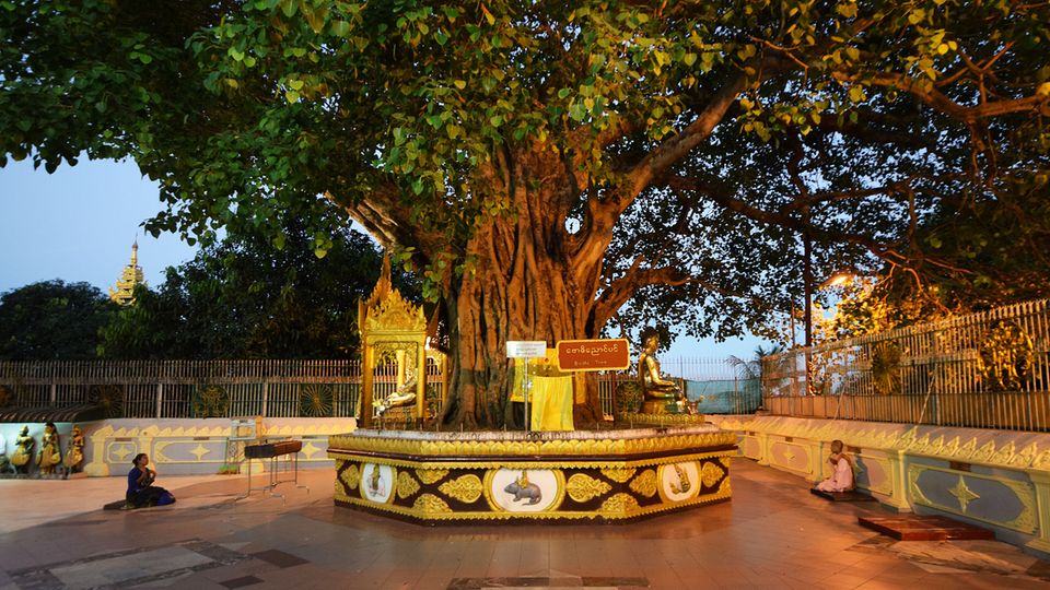 Bodhibaum der Shwedagon-Pagode in Yangon