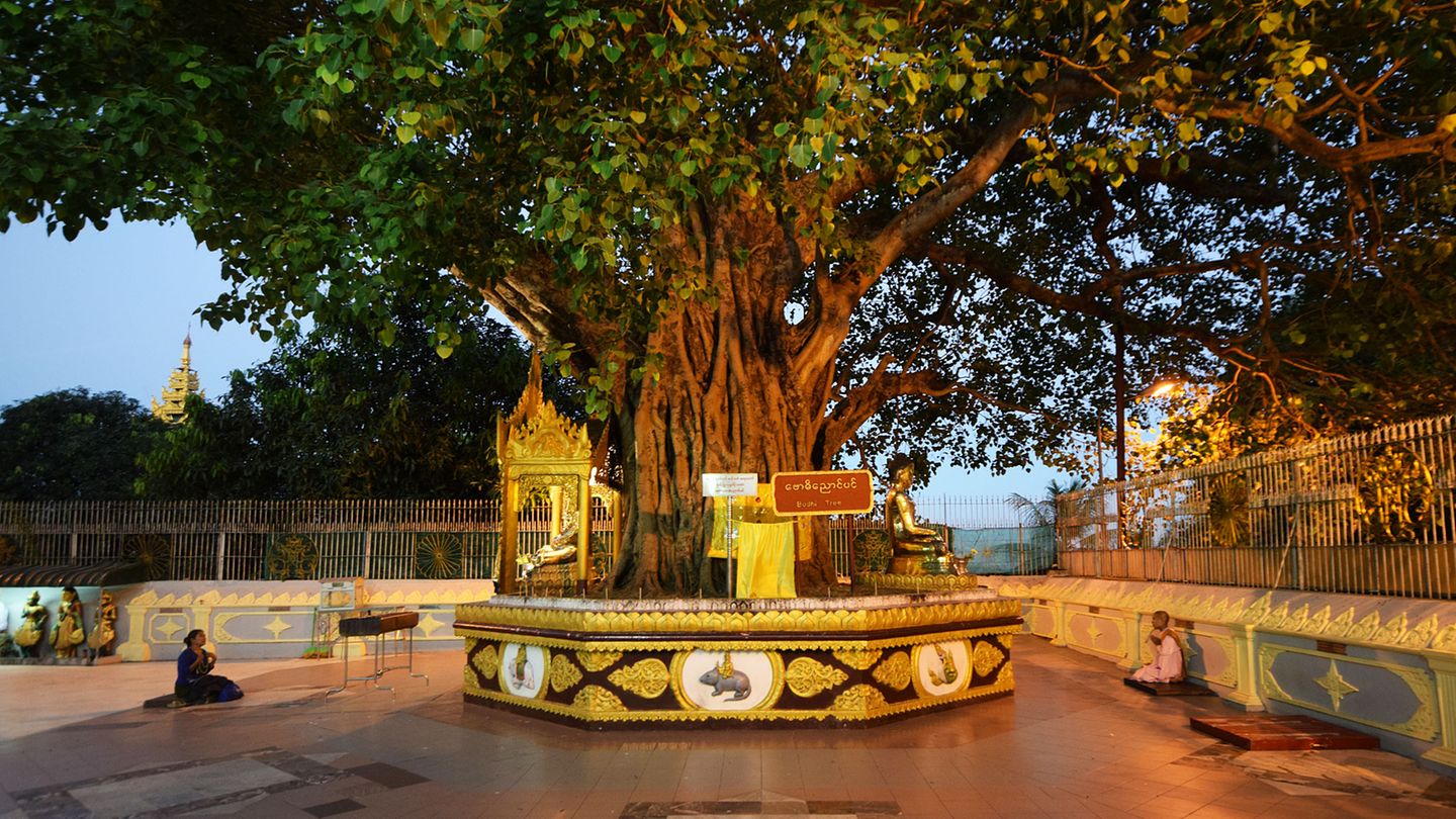 Bodhibaum der Shwedagon-Pagode in Yangon