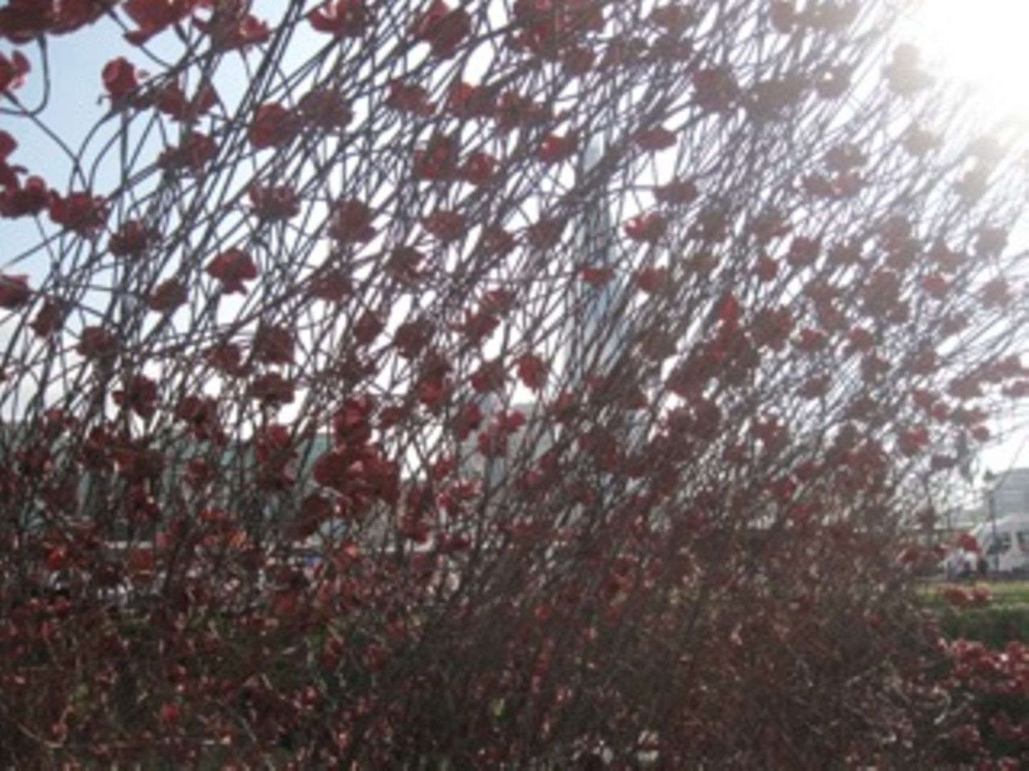 Last Call: Klatschmohn, Karneval und Kriegstote