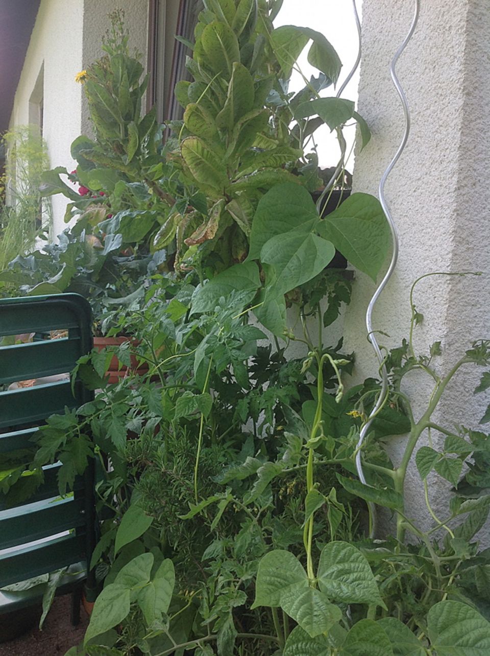 Gutes aus dem Küchengarten: Auch Stangenbohnen in Kombination mit Tomaten. Gutes aus dem Küchengarten: Auch Stangenbohnen in Kombination mit Tomaten.