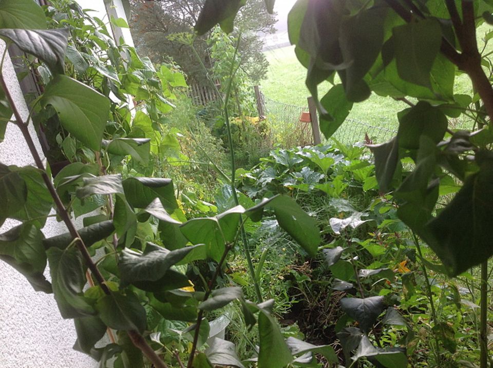 Gutes aus dem Küchengarten: Trotz der kühlen Wochen, Fülle macht sich breit. Foto: Wohofsky-Images Gutes aus dem Küchengarten: Trotz der kühlen Wochen, Fülle macht sich breit. Foto: Wohofsky-Images