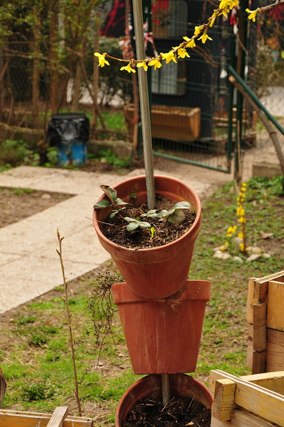 Gutes aus dem Küchengarten: Vertikal-Kultur im Niesenberger Garten.