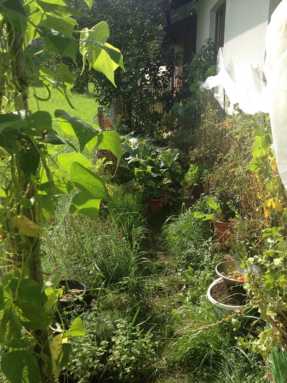 Gutes aus dem Küchengarten: Mein Urban Garden bei Wachstums- und Erntephase. Gutes aus dem Küchengarten: Mein Urban Garden bei Wachstums- und Erntephase.