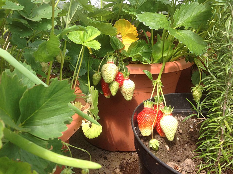 Gutes aus dem Küchengarten: Erdbeeren sind ideal für Tröge und Töpfe. Schnittknoblauch dazu, das gefällt dann beiden. Gutes aus dem Küchengarten: Erdbeeren sind ideal für Tröge und Töpfe. Schnittknoblauch dazu, das gefällt dann beiden.