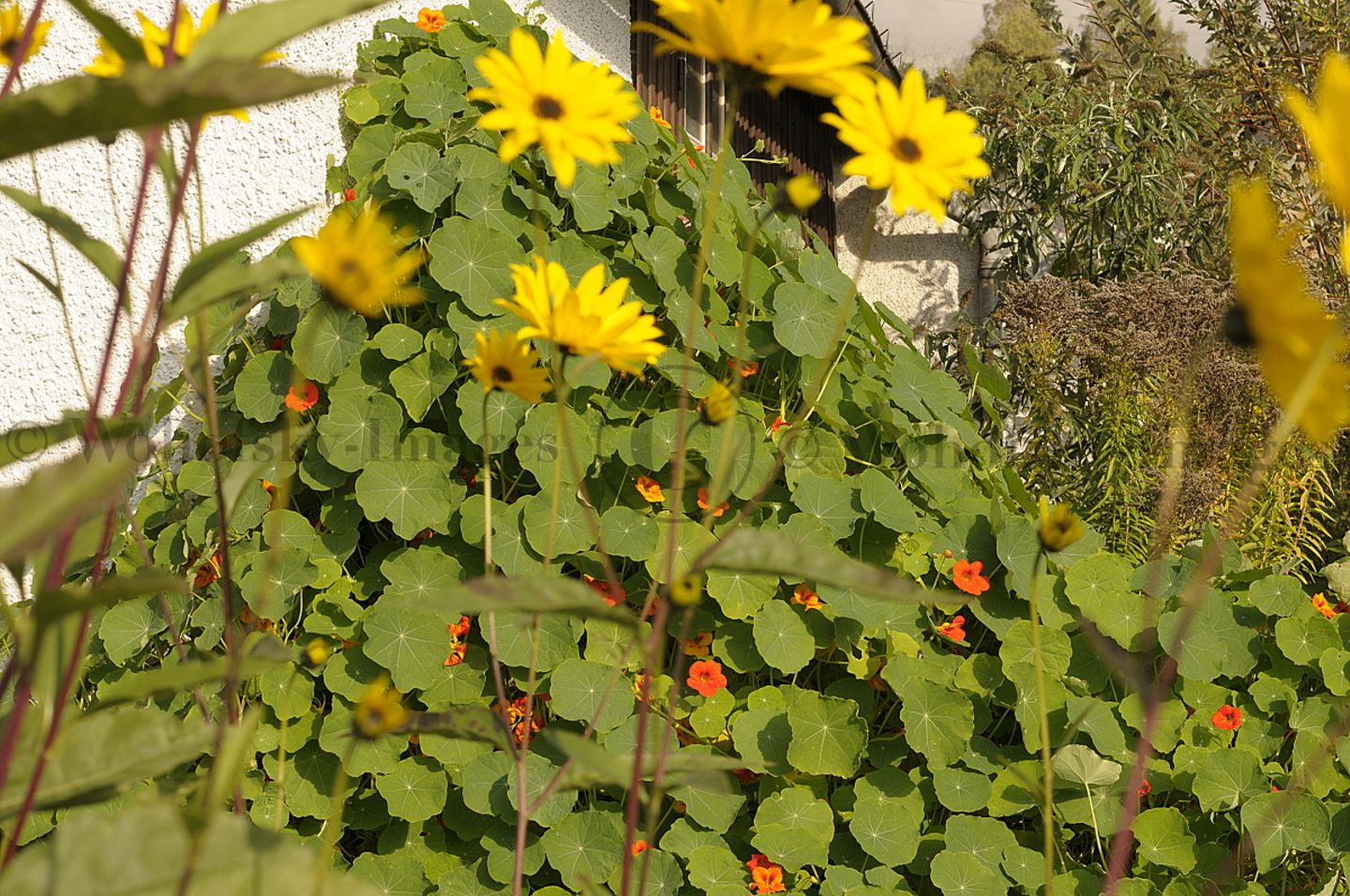 Gutes aus dem Küchengarten: Community Gardening – In der Gemeinschaft geht es leichter