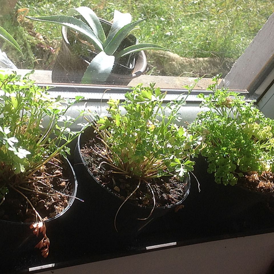 Gutes aus dem Küchengarten: Petersiliengrün am Küchenfenster. Gutes aus dem Küchengarten: Petersiliengrün am Küchenfenster.