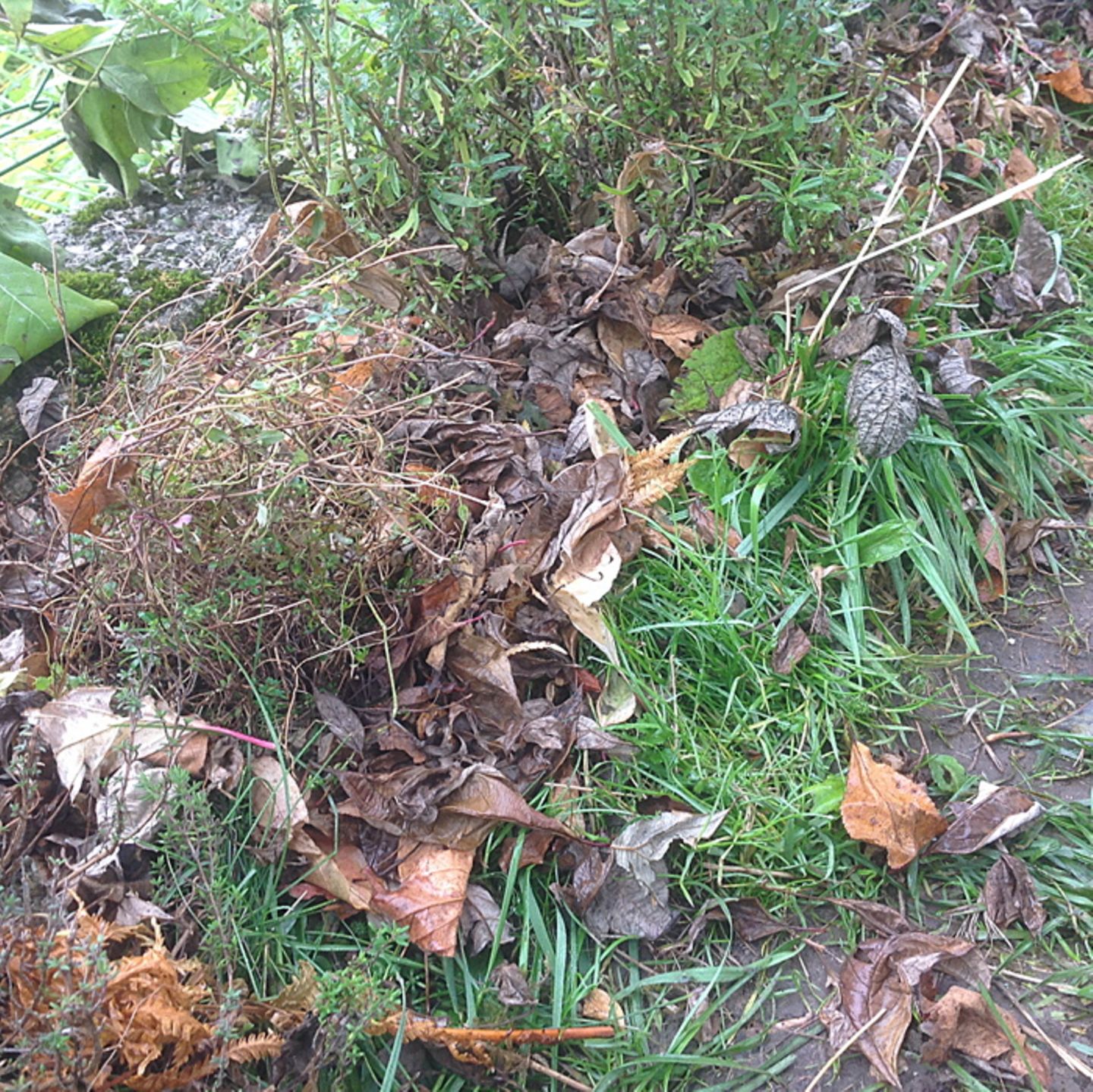 Gutes aus dem Küchengarten: Mulch oder „Tod des Rasenmähers“?