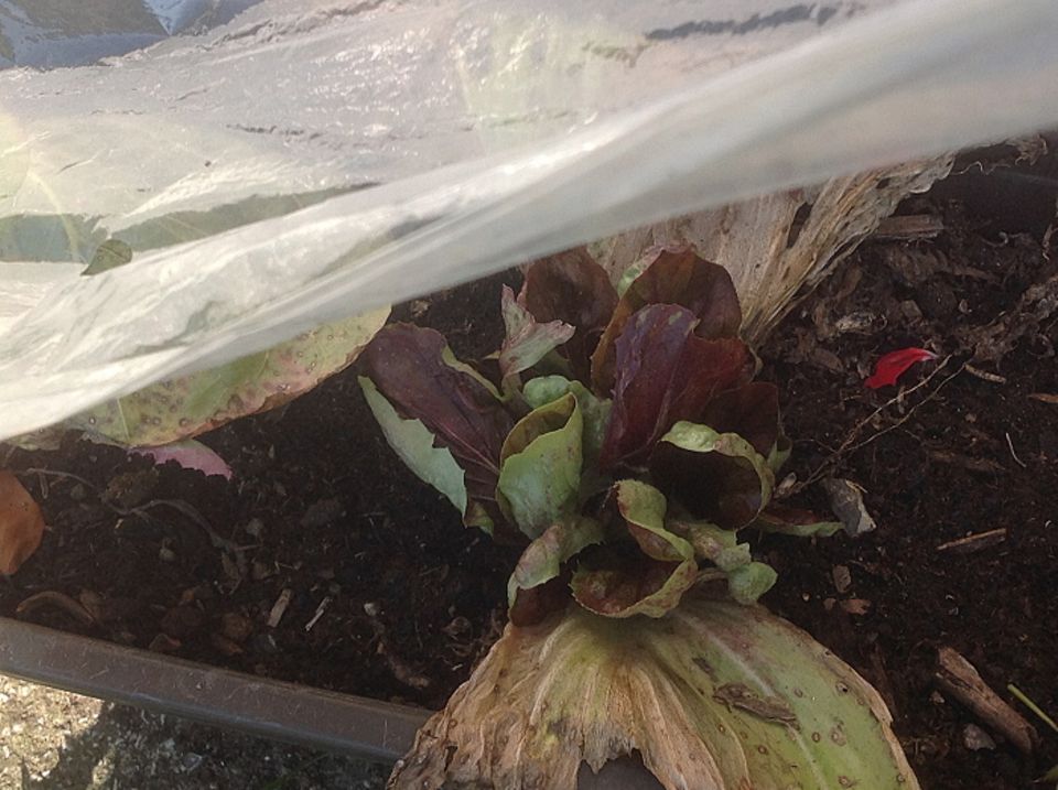 Gutes aus dem Küchengarten: Aus dem Strunk heraus treibt der Radicchio ein zweites Mal durch. Foto: Wohofsky-Images