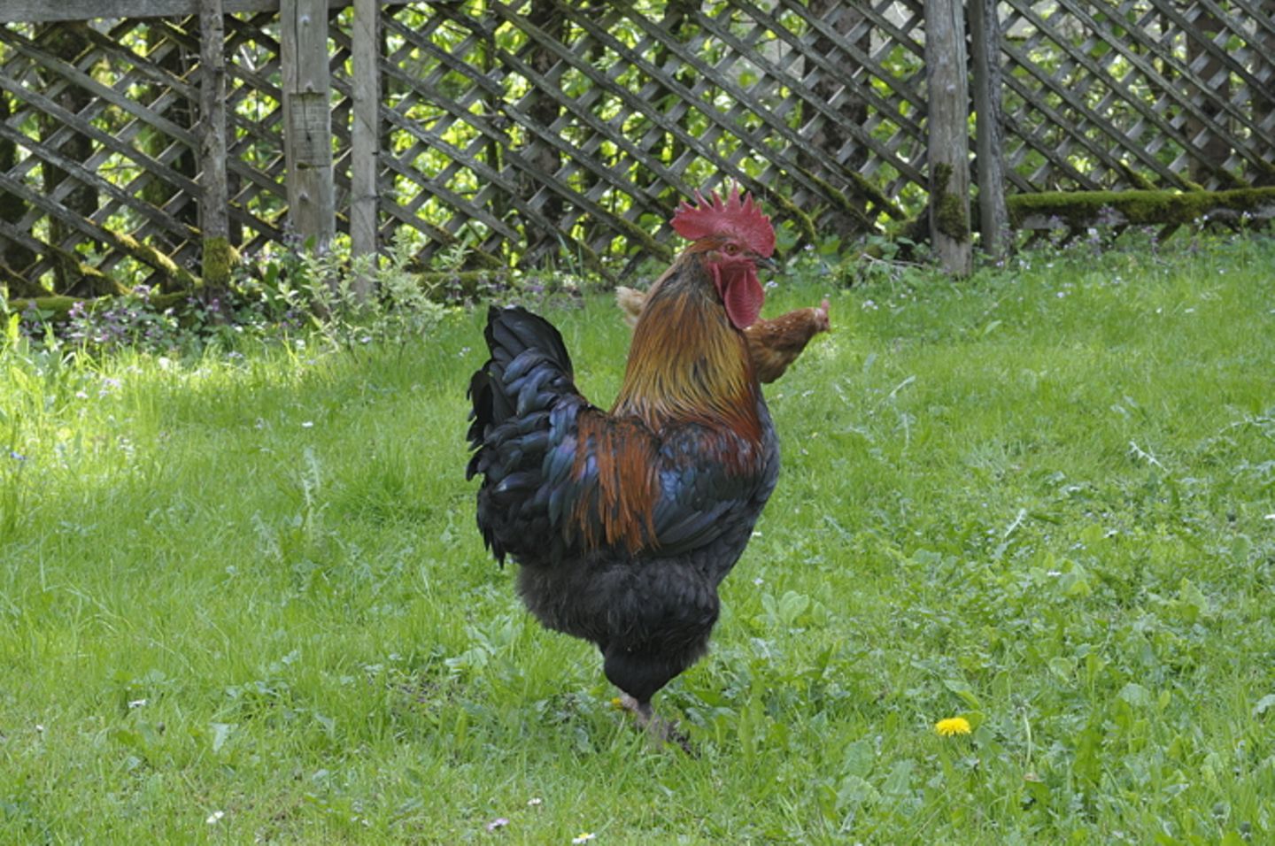 Gutes aus dem Küchengarten: Ich mag Hühner