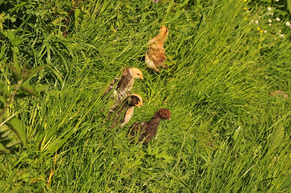 Gutes aus dem Küchengarten: Nachwuchs bei den altsteirischen Hühnern, im Garten unterwegs. Foto: Wohofsky-Images Gutes aus dem Küchengarten: Nachwuchs bei den altsteirischen Hühnern, im Garten unterwegs. Foto: Wohofsky-Images