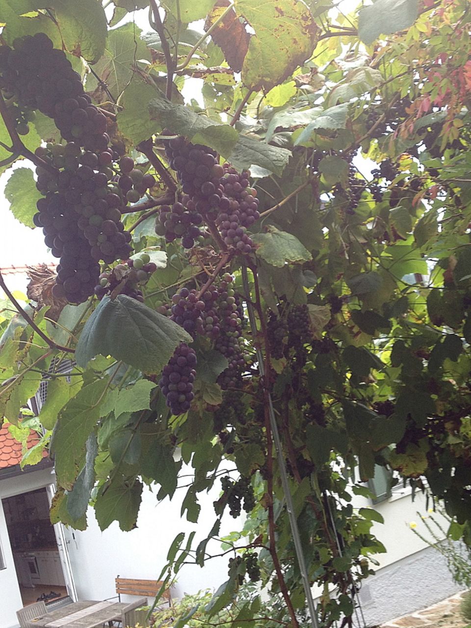 Gutes aus dem Küchengarten: Wein am Laubengang. Foto: Wohofsky-Images