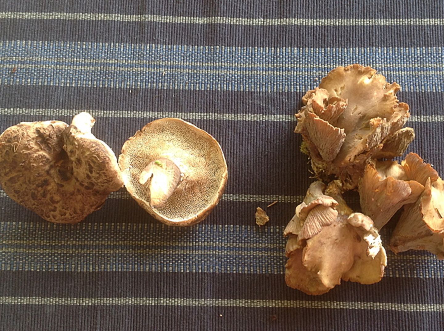Gutes aus dem Küchengarten: Wie verstrahlt sind unsere Pilze?
