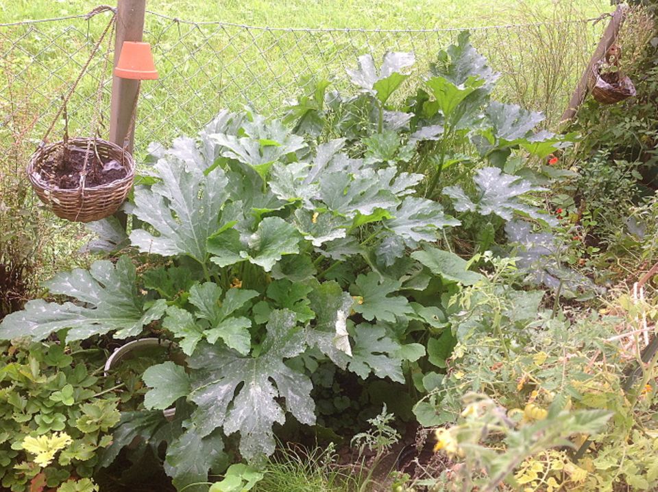 Gutes aus dem Küchengarten: Zucchini, ein Starkzehrer. Foto: Wohofsky-Images Gutes aus dem Küchengarten: Zucchini, ein Starkzehrer. Foto: Wohofsky-Images