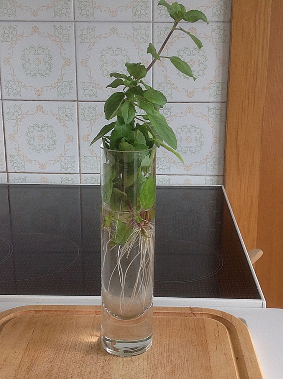 Gutes aus dem Küchengarten: Gut angewurzelte Stecklinge sind jetzt reif, in einen Topf mit Erde gesetzt zu werden. Foto: Wohofsky-Images Gutes aus dem Küchengarten: Gut angewurzelte Stecklinge sind jetzt reif, in einen Topf mit Erde gesetzt zu werden. Foto: Wohofsky-Images