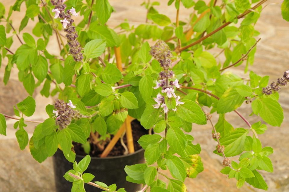 Gutes aus dem Küchengarten: African Blue wächst buschig als Strauch, alte Triebe verholzen. Typisch sind die lila Blüten und die roten Äderchen im Blatt. Foto: Wohofsky-Images Gutes aus dem Küchengarten: African Blue wächst buschig als Strauch, alte Triebe verholzen. Typisch sind die lila Blüten und die roten Äderchen im Blatt. Foto: Wohofsky-Images