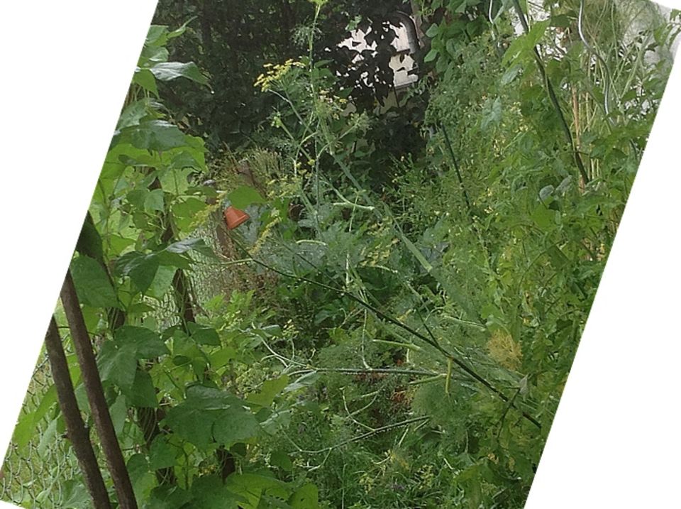Gutes aus dem Küchengarten: Mein Küchengarten im August. Foto: Wohofsky-Images Gutes aus dem Küchengarten: Mein Küchengarten im August. Foto: Wohofsky-Images