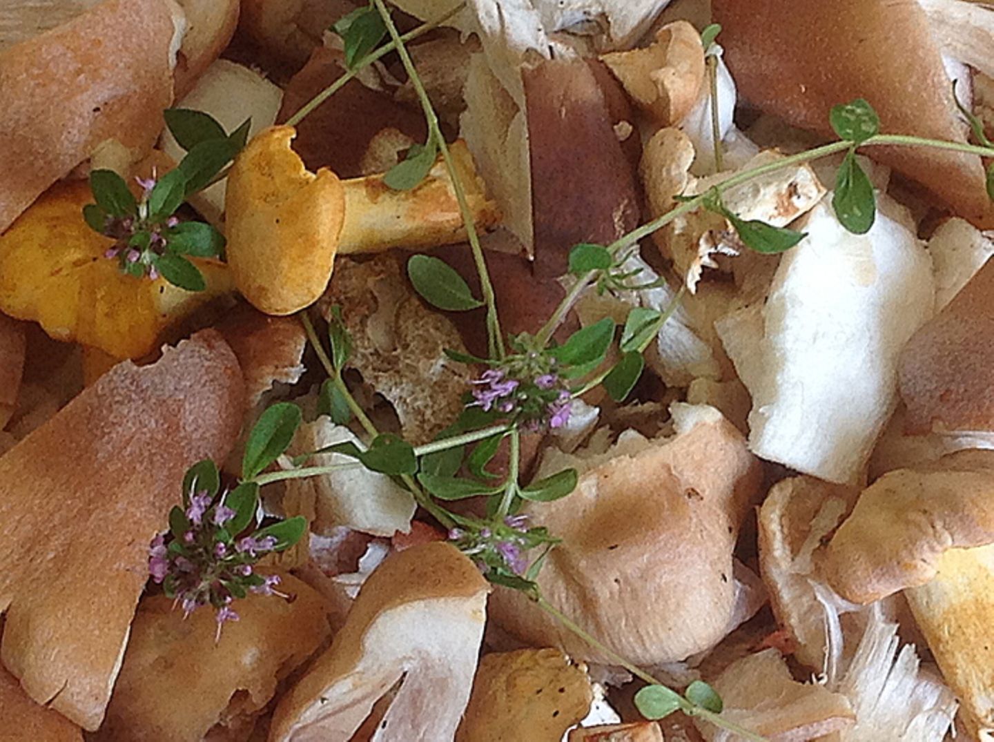 Gutes aus dem Küchengarten: Pilze – Früchte des Waldes