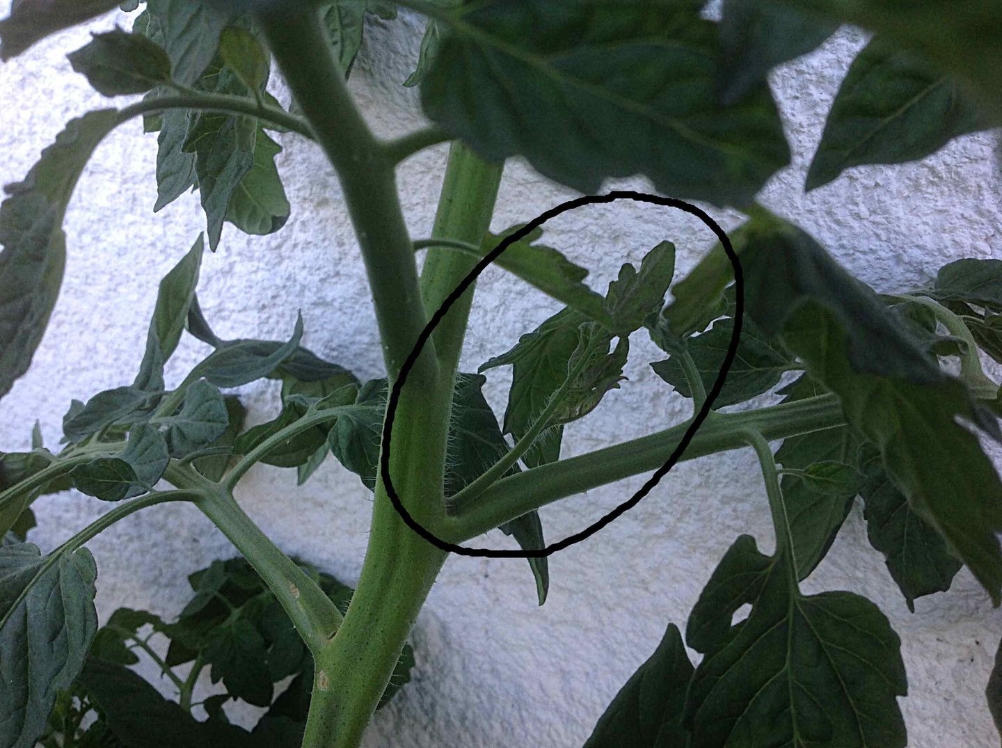 Gutes aus dem Küchengarten: Jetzt gehts den Tomatentrieben an den Kragen