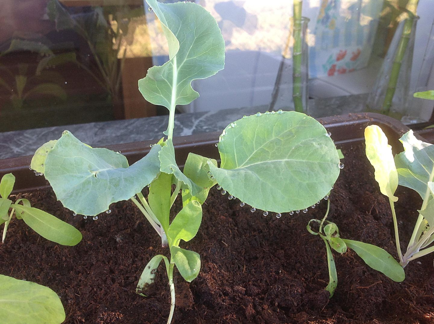 Gutes aus dem Küchengarten: „Meine Ernte“ – Ein Gemüsegarten vor der Stadt