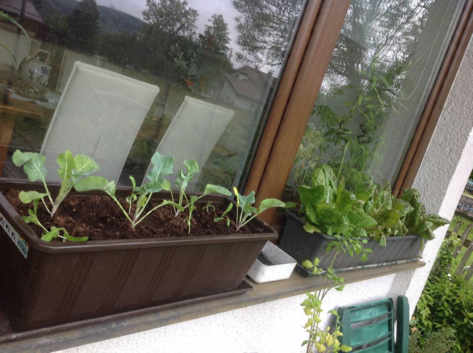 Gutes aus dem Küchengarten: Salat und Karfiol auf der Fensterbank. Der Salat ist damit auch vor Schnecken geschützt, die den Forrellenschluss Salat heiss lieben. Gutes aus dem Küchengarten: Salat und Karfiol auf der Fensterbank. Der Salat ist damit auch vor Schnecken geschützt, die den Forrellenschluss Salat heiss lieben.