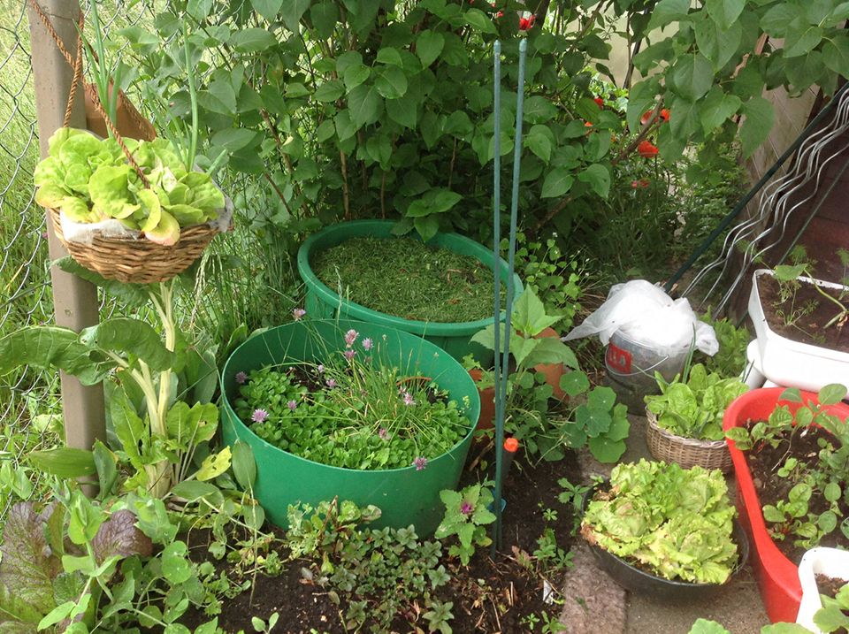 Gutes aus dem Küchengarten: Jeder freie Platz wird genützt: Salat und Steckzwiebel im Hängekorb, darunter Mangold, daneben Salat, Minzen, im Ring dahinter werden Heukartoffel gezogen und rechts wachsen in den Gefäßen Salate, Sellerie, Gurken und Karfiol. Gutes aus dem Küchengarten: Jeder freie Platz wird genützt: Salat und Steckzwiebel im Hängekorb, darunter Mangold, daneben Salat, Minzen, im Ring dahinter werden Heukartoffel gezogen und rechts wachsen in den Gefäßen Salate, Sellerie, Gurken und Karfiol.
