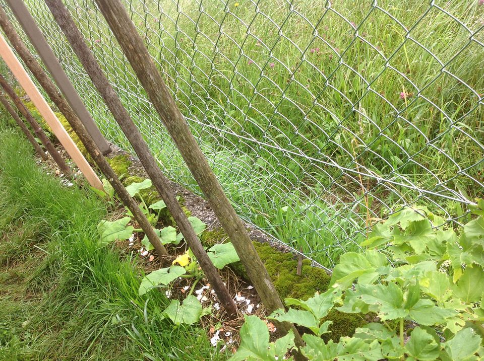Gutes aus dem Küchengarten: Kürbis am Zaun und Bohnen sollen an den Stangen hinauf ranken. Gutes aus dem Küchengarten: Kürbis am Zaun und Bohnen sollen an den Stangen hinauf ranken.