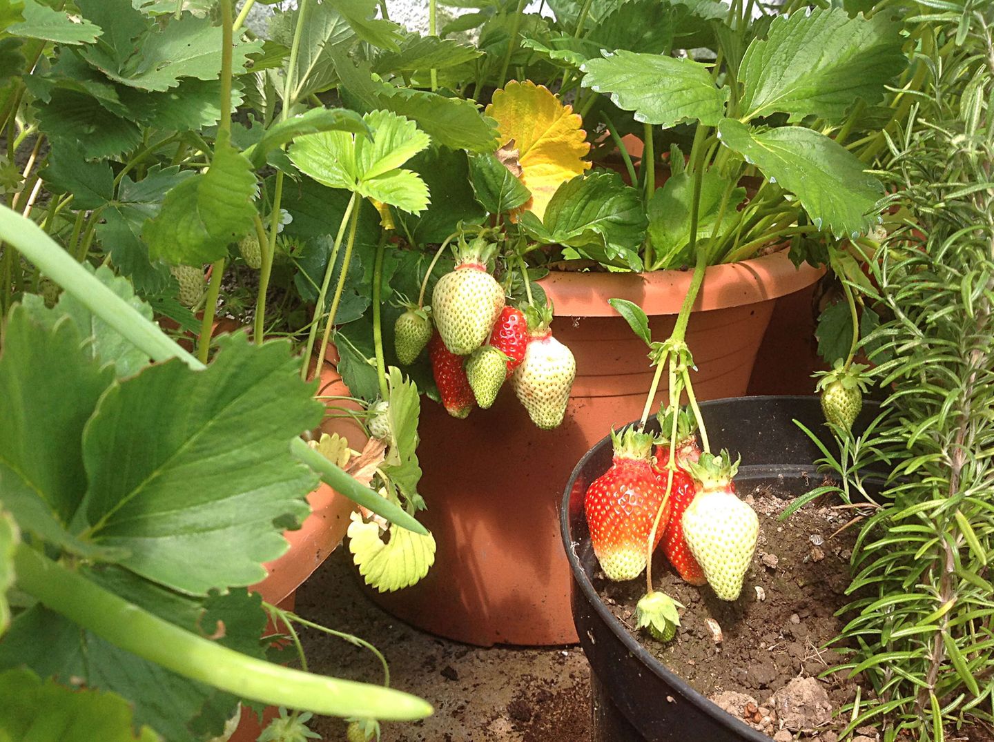 Gutes aus dem Küchengarten: Die Erdbeeren sind reif
