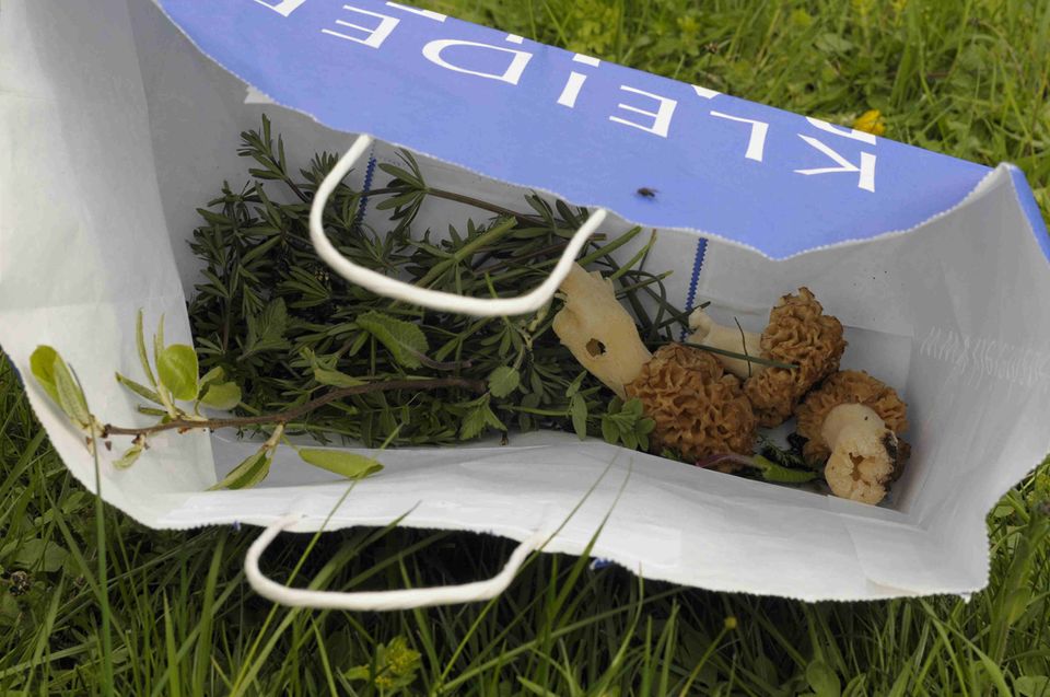 Gutes aus dem Küchengarten: Die Maimorchel findet man auch in alten Obstgärten. Sie wachsen gerne neben den Obstbäumen und sind heller als die dunkelbraune Spitzmorchel. Ein vorzüglicher Speisepilz. Foto: AWohofsky 2014 Gutes aus dem Küchengarten: Die Maimorchel findet man auch in alten Obstgärten. Sie wachsen gerne neben den Obstbäumen und sind heller als die dunkelbraune Spitzmorchel. Ein vorzüglicher Speisepilz. Foto: AWohofsky 2014