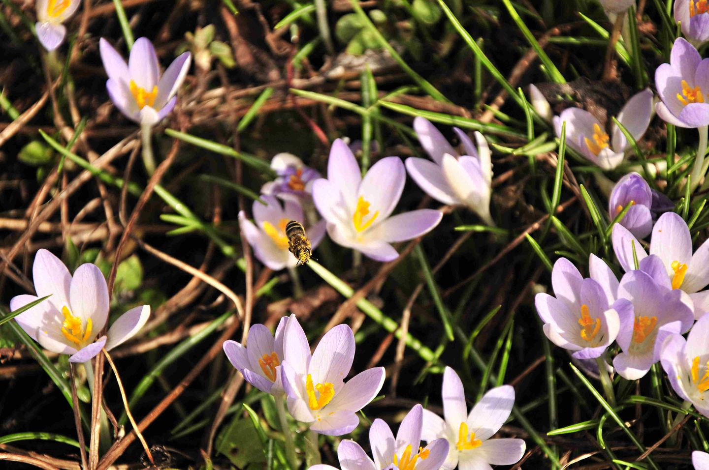 Gutes aus dem Küchengarten: Bienen sichern das Überleben – Küchengärtner können helfen