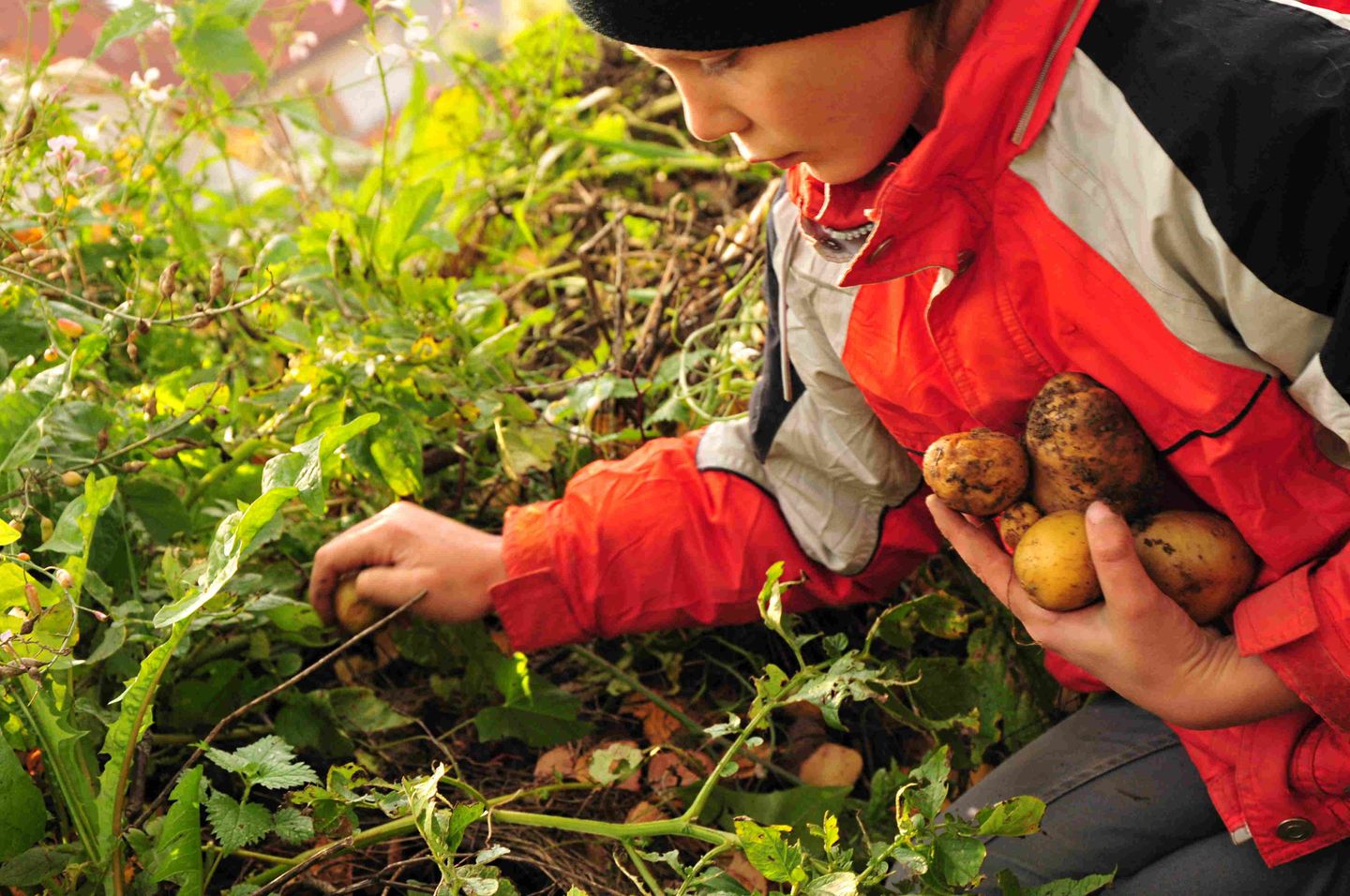 Gutes aus dem Küchengarten: Hier geht’s zum Küchen-Kinder-Garten