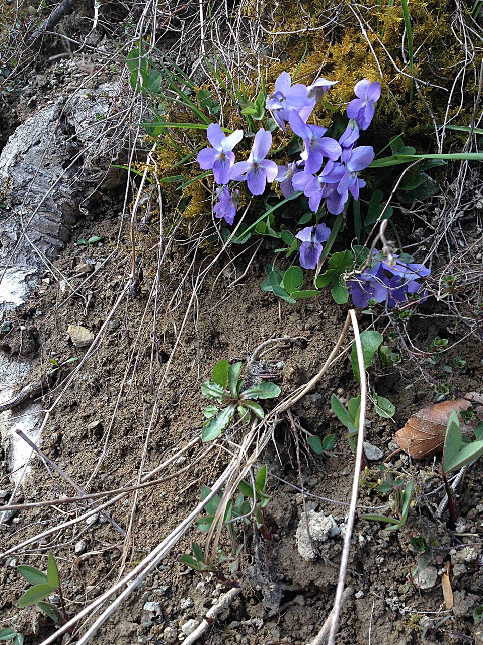 Gutes aus dem Küchengarten: Das Veilchen, nicht nur schön anzusehen. Auch äußerst dekorativ mit feinem Aroma in der Küche. Foto: AWohofsky 2014 Gutes aus dem Küchengarten: Das Veilchen, nicht nur schön anzusehen. Auch äußerst dekorativ mit feinem Aroma in der Küche. Foto: AWohofsky 2014