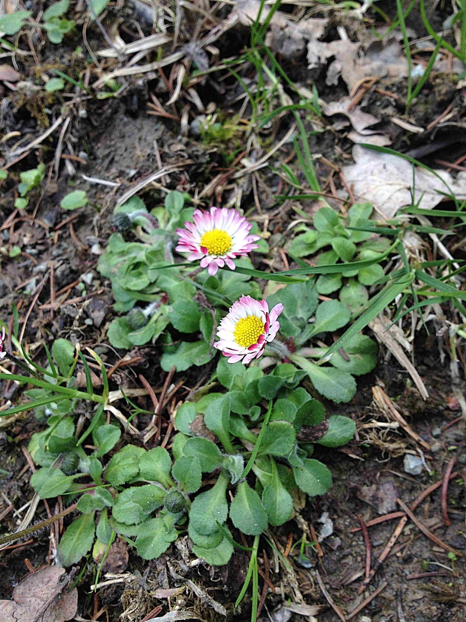 Gutes aus dem Küchengarten: Gänseblümchen. Ganzjährig dekorativ auf Salat und Gerichten. Die Blütenköpfe kann man sauer einlegen und gelten als Kapernersatz. Foto: AWohofsky 2014 Gutes aus dem Küchengarten: Gänseblümchen. Ganzjährig dekorativ auf Salat und Gerichten. Die Blütenköpfe kann man sauer einlegen und gelten als Kapernersatz. Foto: AWohofsky 2014
