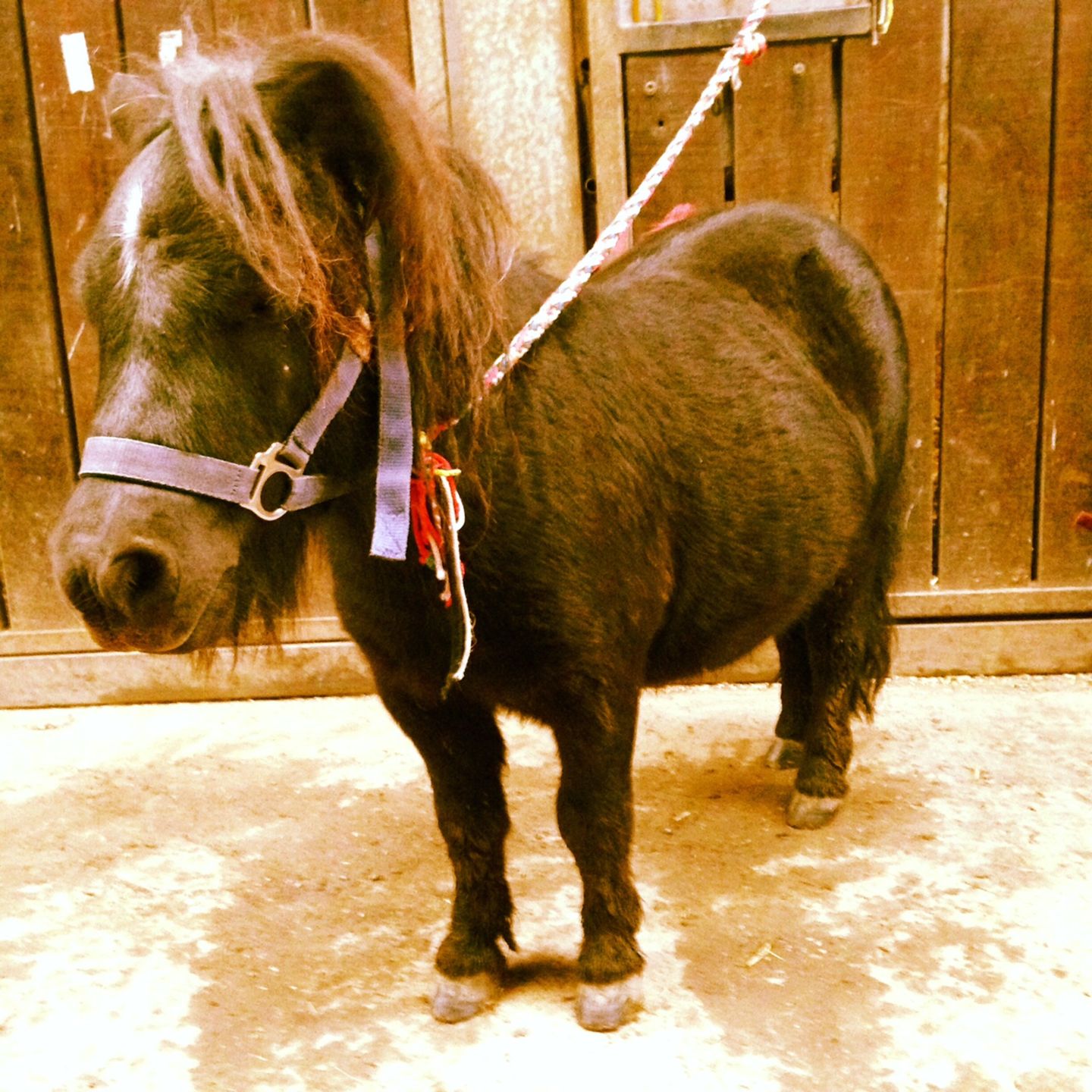 Daddylicious: Auf dem Ponyhof fürs Leben lernen