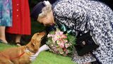 Königin Elisabeth streichelt 1998 einen Corgi