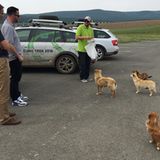 Skoda Euro Trek 2016: Fütterung der Raubtiere