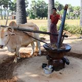 Zebu als Arbeitstier