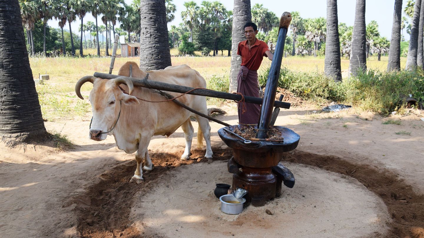 Zebu als Arbeitstier