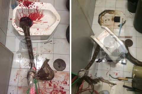 Bei einem Angriff durch eine Python erlitt ein Thailänder hohen Blutverlust