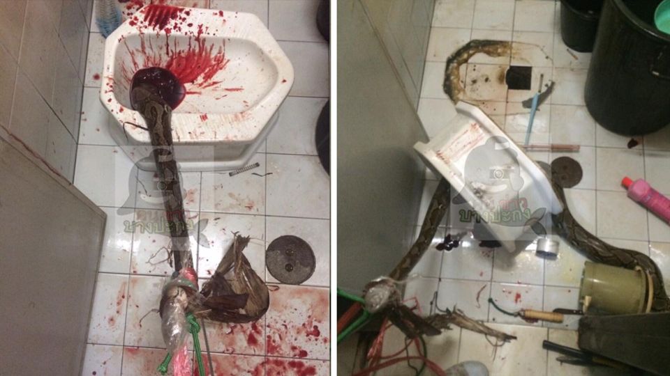 Bei einem Angriff durch eine Python erlitt ein Thailänder hohen Blutverlust Bei einem Angriff durch eine Python erlitt ein Thailänder hohen Blutverlust