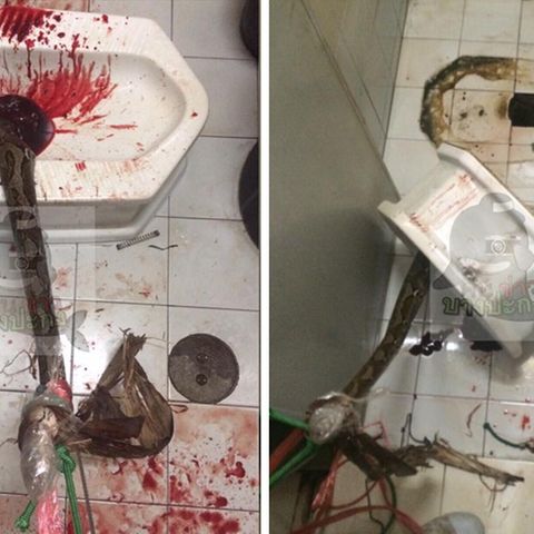 Bei einem Angriff durch eine Python erlitt ein Thailänder hohen Blutverlust