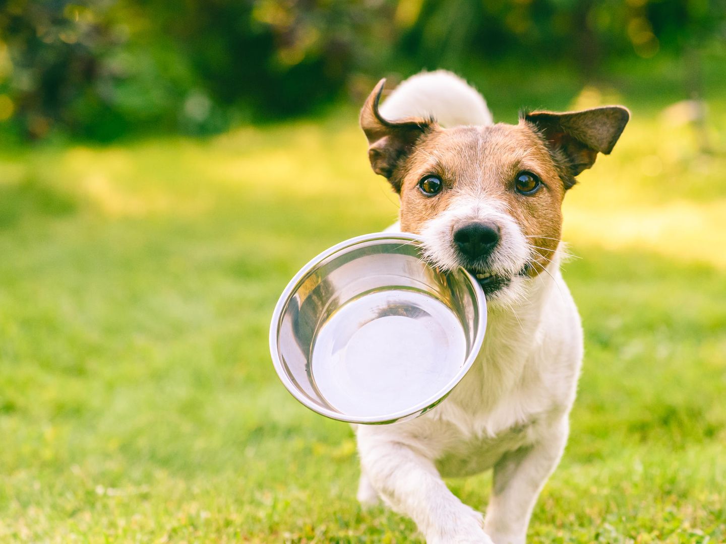 Hundefutter bei Stiftung Warentest: Discounter und Eigenmarke sind top |  STERN.de