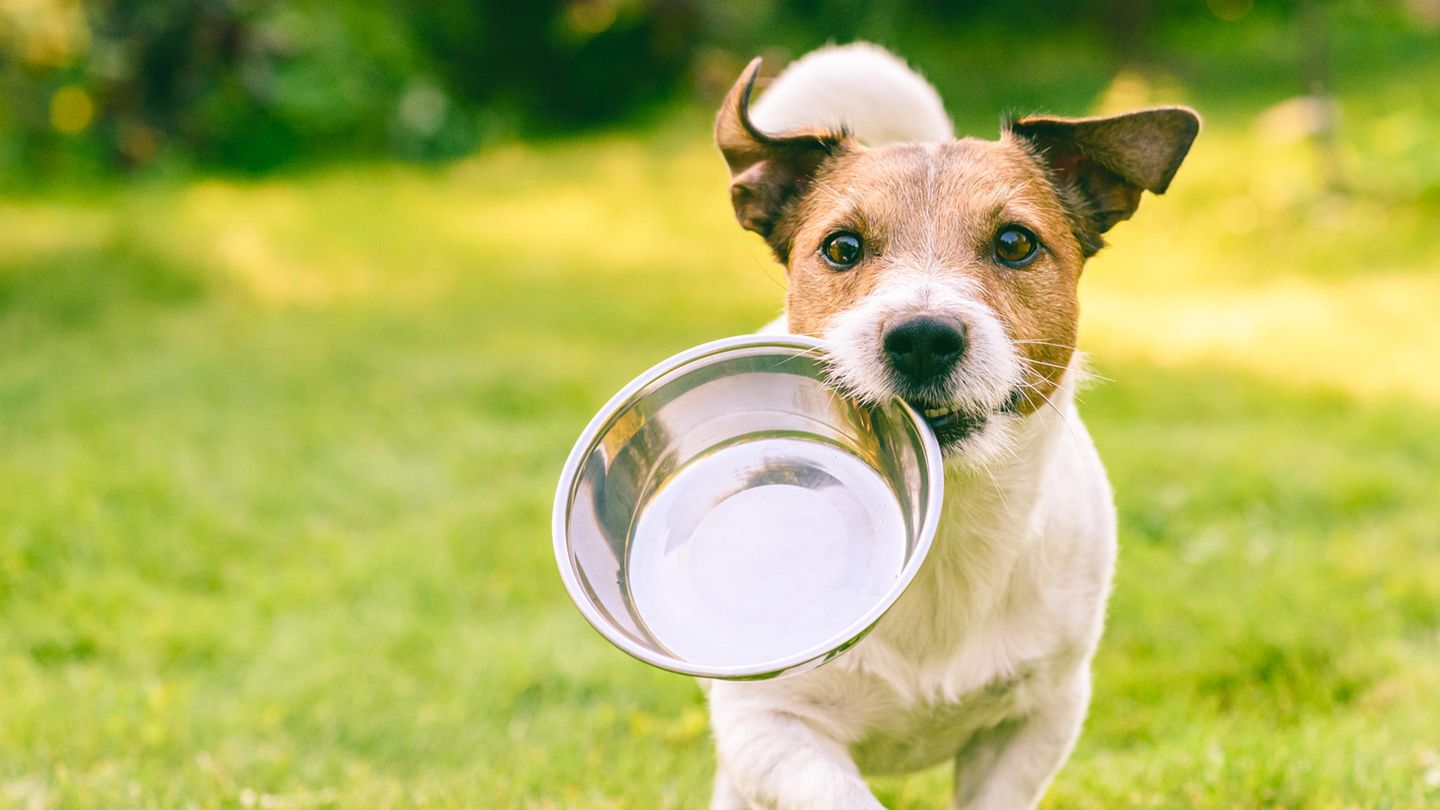 Hundefutter bei Stiftung Warentest