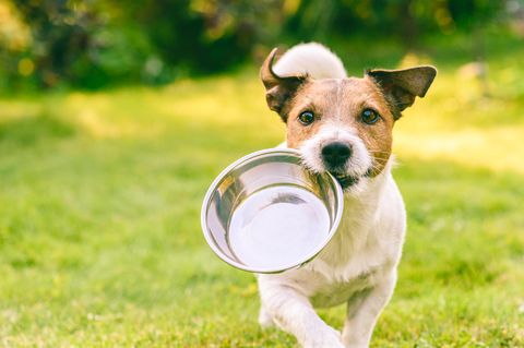Hundefutter bei Stiftung Warentest