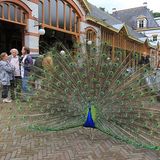 Stolz wie ein Pfau waren die meisten der Peugeot-Besitzer auf ihre automobilen Schätze.