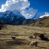 Lamas und Alpakas in Peru